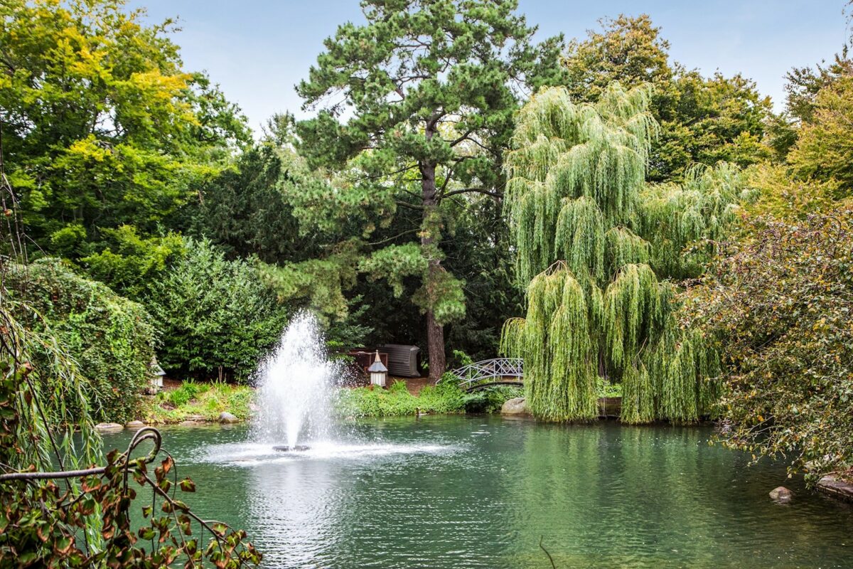 Damm i Stadsparken